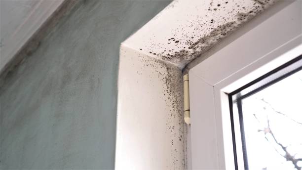 Office Mold Removal Services in Iroquois Point, HI