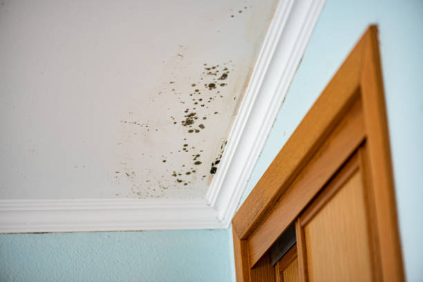 Best Home Mold Removal  in Iroquois Point, HI