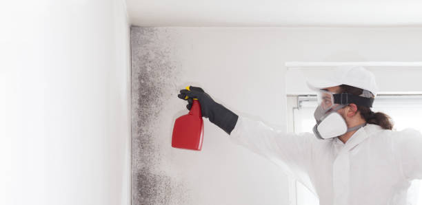 Best Local Mold Removal Service  in Iroquois Point, HI